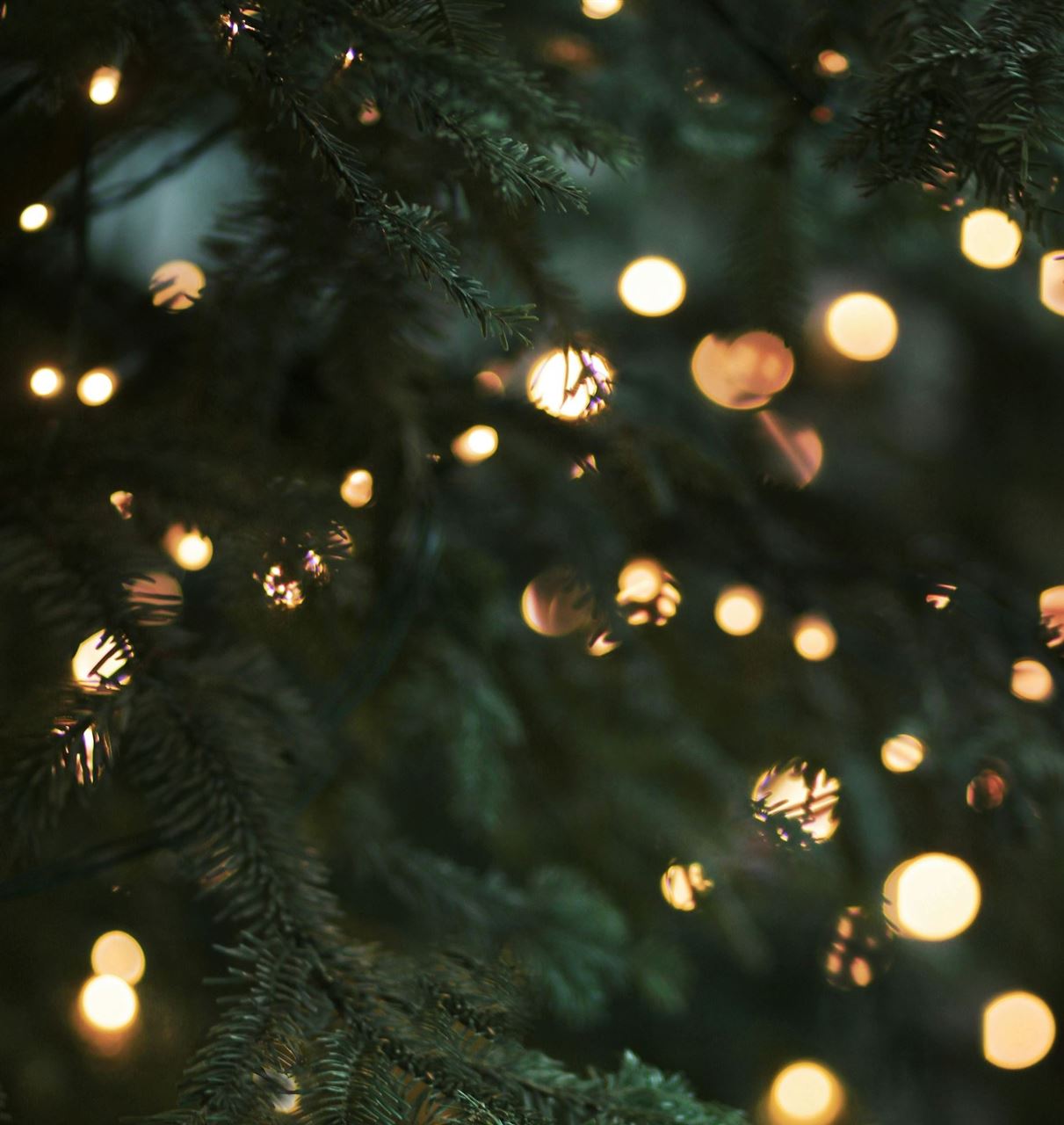 Fir branches with fairy lights